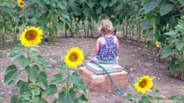 ПОДСОЛНУХИ цветы -  живые солнечные батарейки