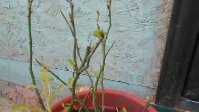 ЧЕМ ОБРАБАТЫВАТЬ РОЗЫ.Комнатная роза. Будете всегда с розами.СМОТРИМ. смотреть онлайн