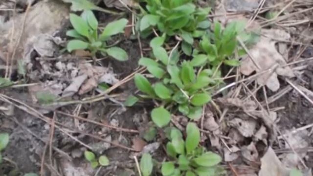 Поиск Сныти смотреть онлайн