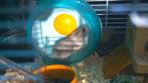 СТЕПА ОДИЧАЛ В ПОДЗЕМНОМ ТЕРРАРИУМЕ