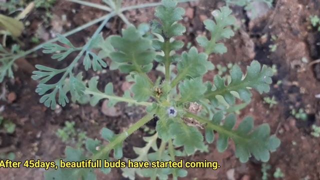 ENTIRE JOURNEY OF BABY BLUE EYES OR NEMOPHILA FROM SEEDLING TILL FLOWERING