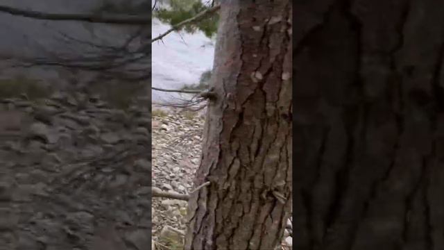 Nature Experience at kejimkujik National Park. #natural #ocean #water #green смотреть онлайн