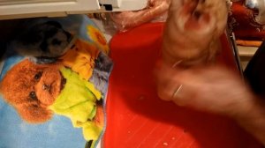 Рулет из свинины горячего копчения + Грудинка + Бутербродное сало