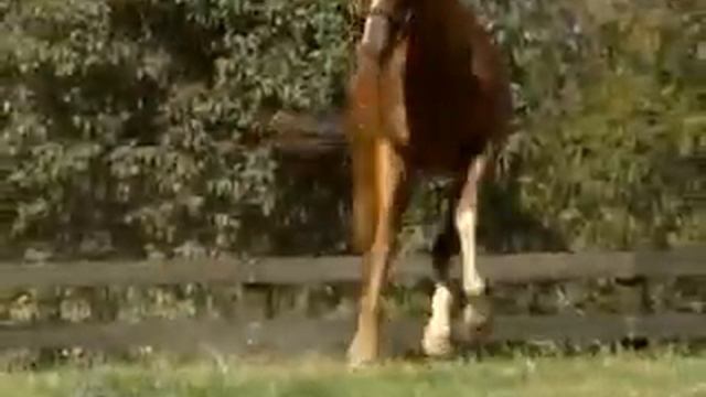 Arazi смотреть онлайн