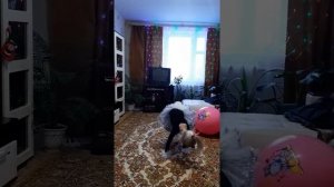 Кошка беспородная- танец