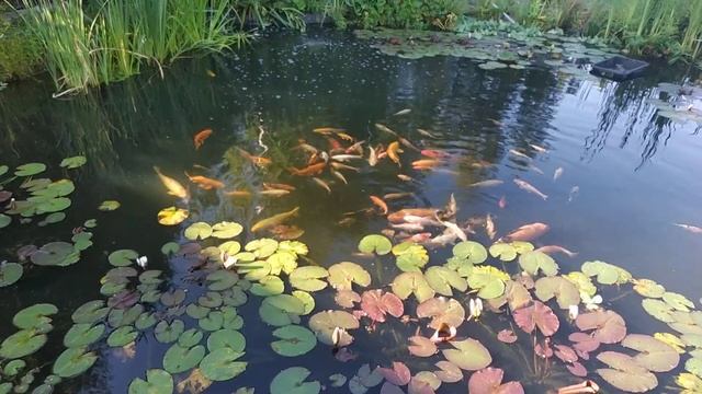 Карп Кои в пруду. смотреть онлайн