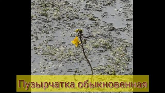 Самые опасные растения. Топ-10