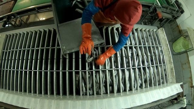 процесс - заливка рыбы (укладка) смотреть онлайн