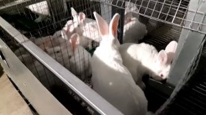 Кролики Хиколь l Быстрый рост l Все плюсы Rabbits Hycole