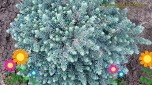 Ель голубая Вальдбрун. Краткий обзор, описание характеристик picea pungens Waldbrunn