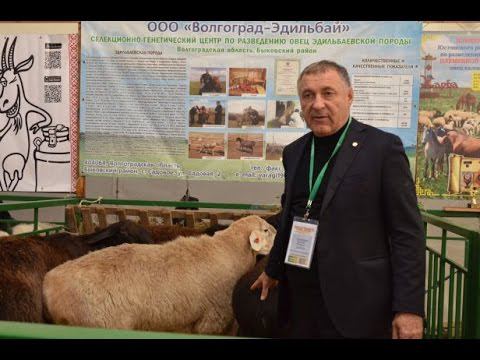 Отличие Эдильбаевской породы овец от Гиссарской. Гишларкаев Е.И.