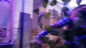 Выставка Драконов Ожившие Гиганты г. Уральск | Как приучить Дракона от Life of little Alisa