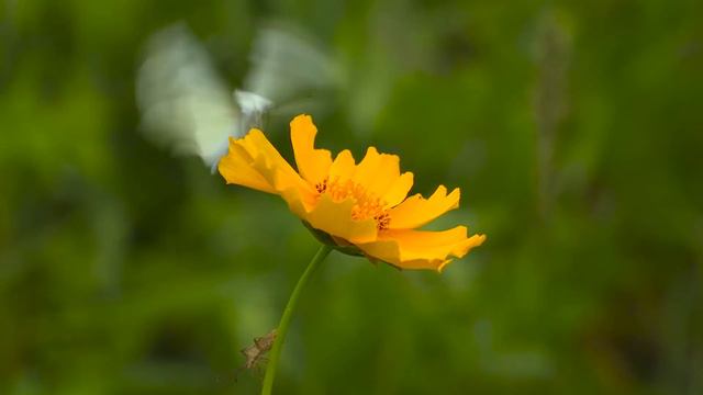 ЛЕНА ХЕППИ В ПОСТЕЛИ С ДВУМЯ! СЕЛИМ И РОДНИ, СКОВАННЫЕ ОДНОЙ ЛЕНОЙ! #ЛенаХеппи#lenahappy смотреть онлайн