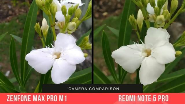 Asus Zenfone Max Pro M1 Camera vs Redmi Note 5 Pro Camera смотреть онлайн