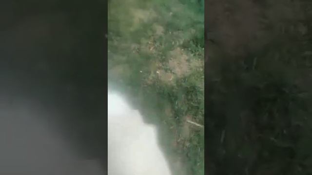 Красавец с пушистым хвостом смотреть онлайн