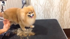 ✔ Померанский шпиц  -  самая мимишная  порода собак, которую обожают дети