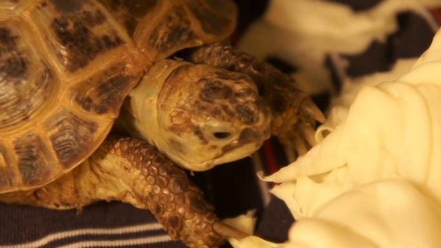 Среднеазиатская черепаха (Russian Turtles)