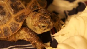 Среднеазиатская черепаха (Russian Turtles)