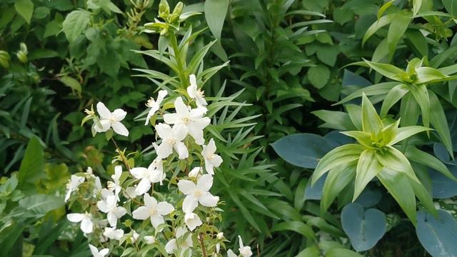 Most fragrant plants of my British garden: Philadelphus, the Mock Orange, care and cultivation in U смотреть онлайн