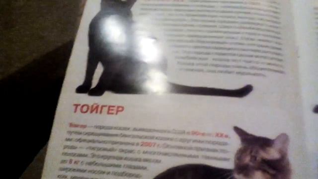 3 тома книги про котов смотреть онлайн