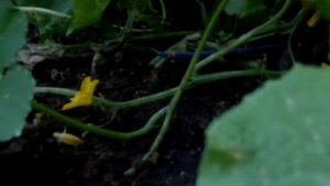 огурцы в теплице с капельным поливом и максимальным проветриванием
