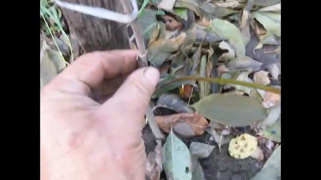 ЯК Я КОПАЮ САДЖАНЦІ , 2022 РІК смотреть онлайн