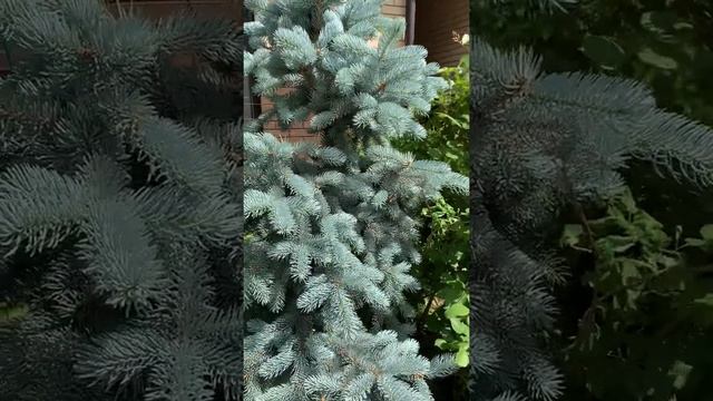 Хупси и Александр Маккензи .. крепкая дружба