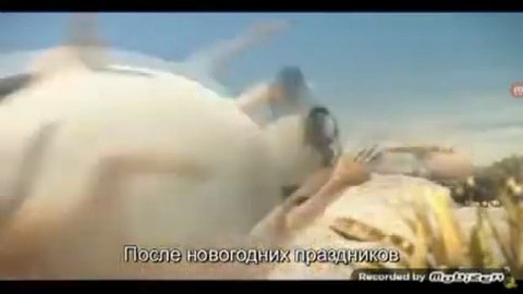 толстые животные