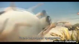 толстые животные