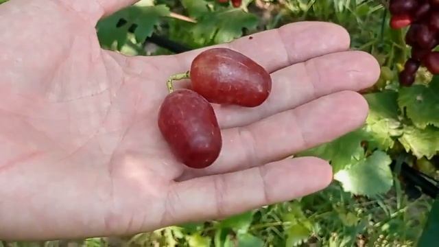 @Виноград Румейка в Полтаві Ультраранній, смачний, червоний смотреть онлайн