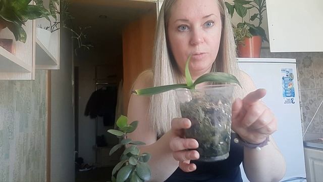 ?Это просто ЧУДО удобрение/ мои растения очень довольны