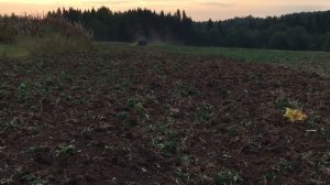 Держим пары культивация, под посев мордовника.