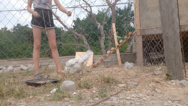 Дрессированные куры/куры едят лук/family villadge смотреть онлайн