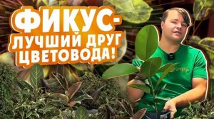 УХОД ЗА ФИКУСОМ