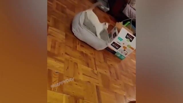СМЕШНЫЕ КОТЫ ЗА 2022 ГОД!! СМЕХ И НЕ ТОЛЬКО