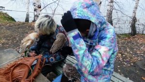 Сипуха Сорен, домовый сыч Юйня, буланые совки Пек и Шуня.