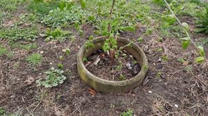 ФУНДУК . ЧТО ВЛИЯЕТ НА РАЗВИТИЕ ФУНДУКА (ЛЕЩИНЫ)