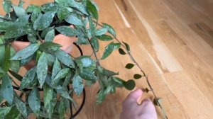 Ароматная малышка Hoya Elle splash