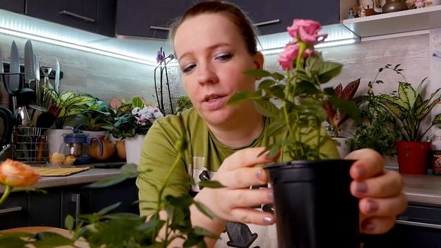 Роза Кордана - уход в домашних условиях смотреть онлайн