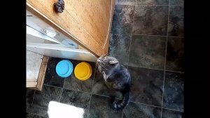 Лучшее лакомство для кота