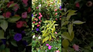 Нимезия бакопа