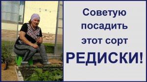 Редиска необыкновенная! Семена редиски и сорт в этом видео!