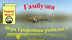 Гамбузия обыкновенная, игра трофейная рыбалка 2, река Дунай, локация База, редкая рыба в игре.mp4