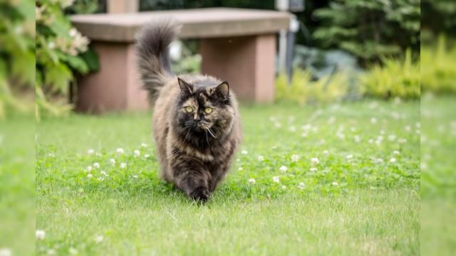 Британская длинношёрстная кошка. Плюсы и минусы, Цена, Как выбрать, Факты, Уход, История