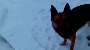 Борька метит территорию