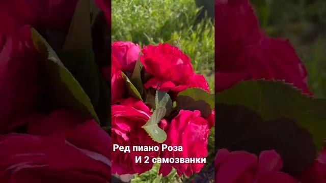 Роза ред пиано и 2 самозванки? не знаю #редпиано#ред#пиано#самозванка