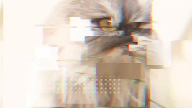 Породы кошек с голубыми глазами