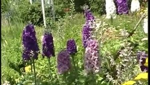Лучшие сорта многолетнего Дельфиниума в саду