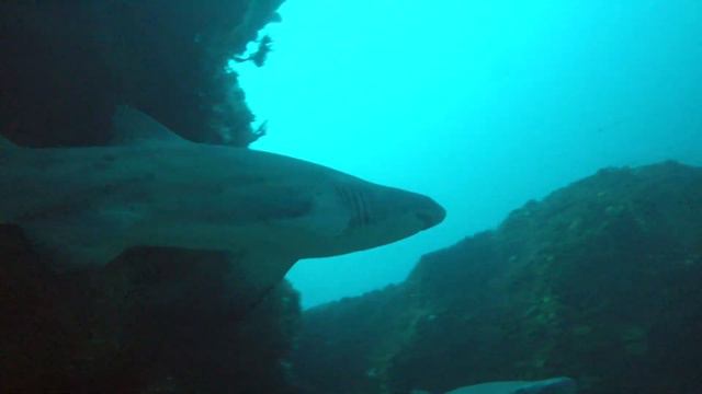 Dive trip Protea Banks South Africa August 2018 смотреть онлайн