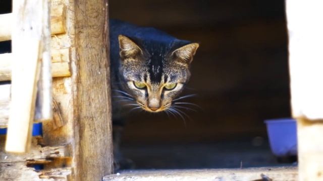 Fujifilm XT10 Nikkor 50mm f1.4 non-ai смотреть онлайн